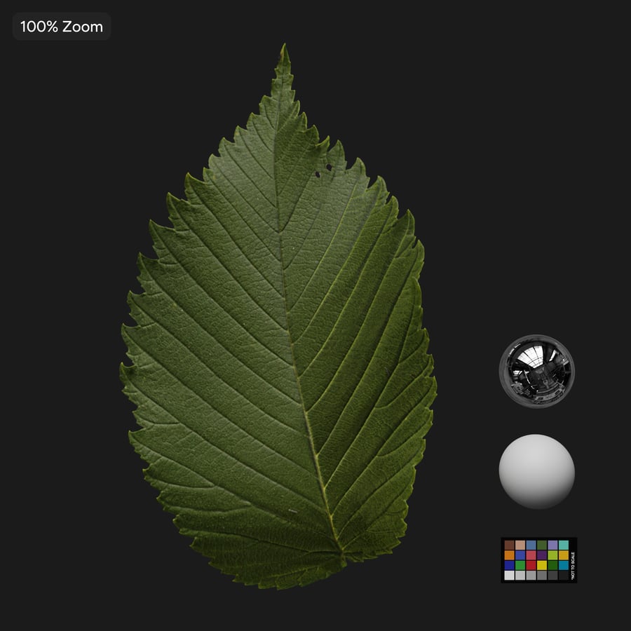 Elm Leaves Atlas