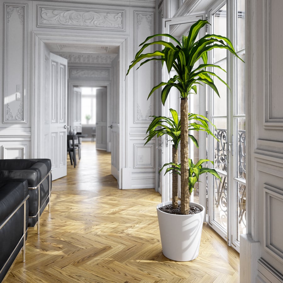 Planta em vaso Dracaena Mass Cane Modelo