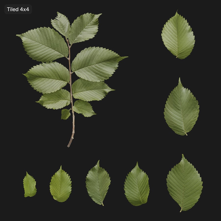 Elm Leaves Atlas