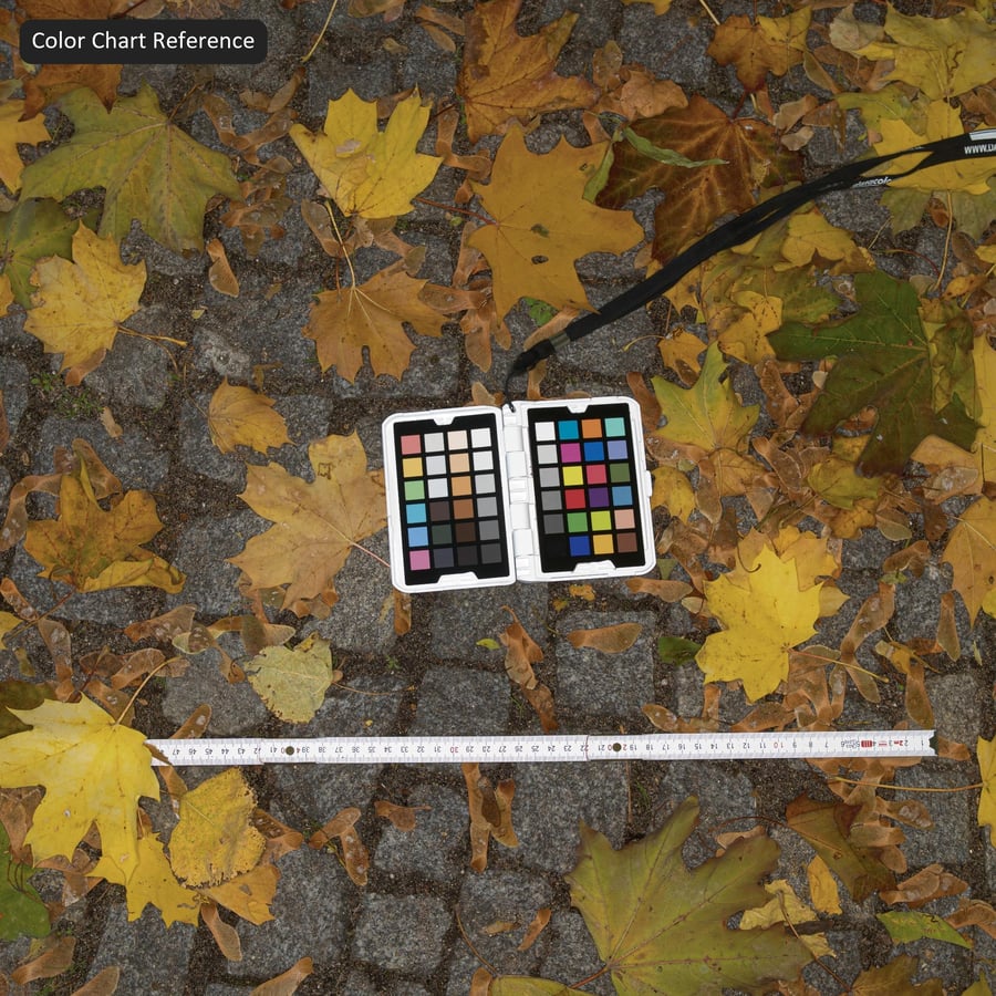 Fallen Leaves Decal Texture