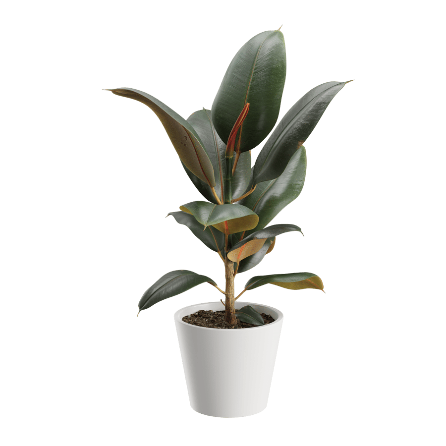 Rubber Plant Model