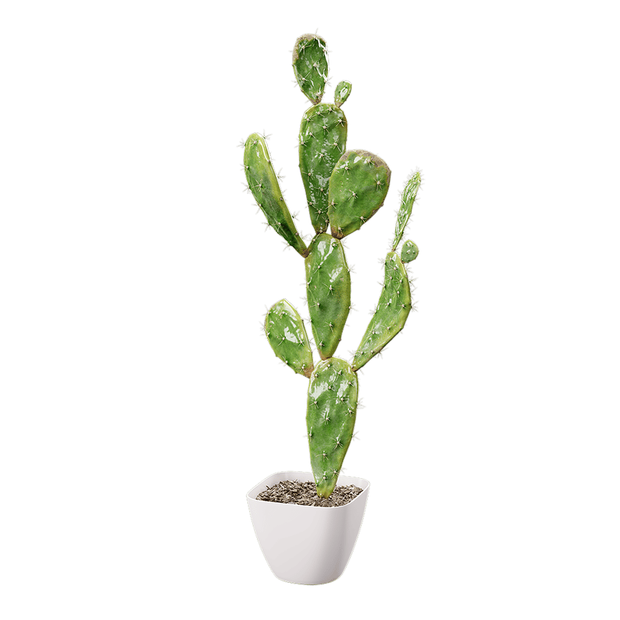 Watered Prickly Pear Cactus Potted Plant Model