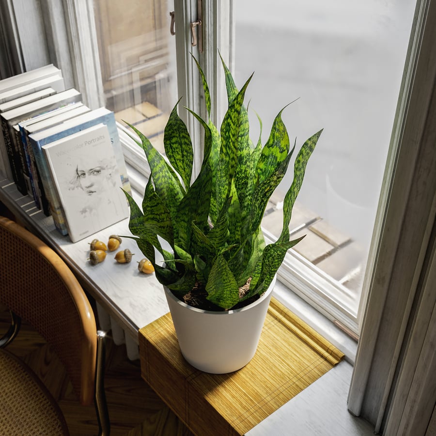 Planta em vaso curta de planta-serpente Modelo