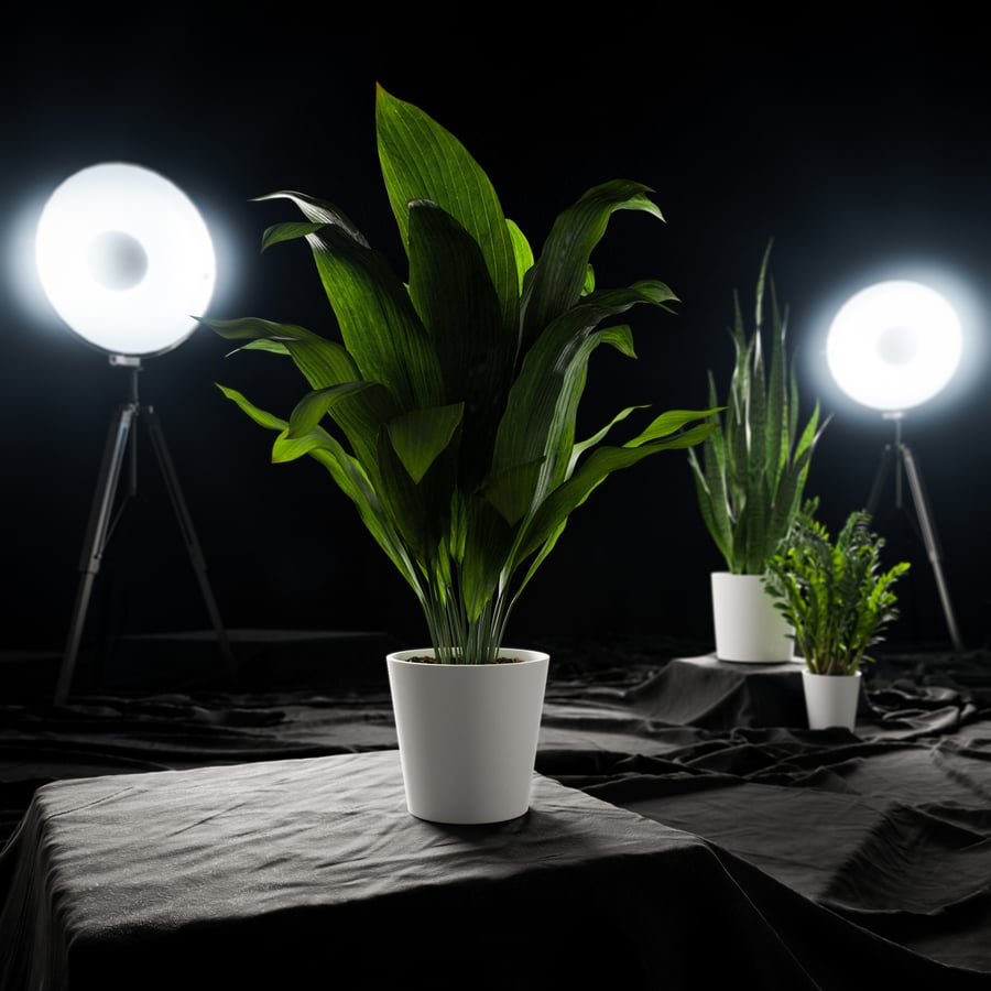 Planta em vaso de ferro fundido Modelo