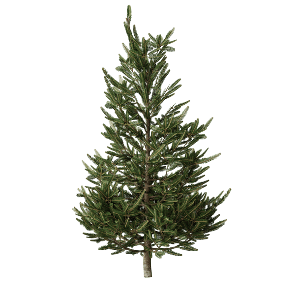 Small Fraser Fir Tree Model