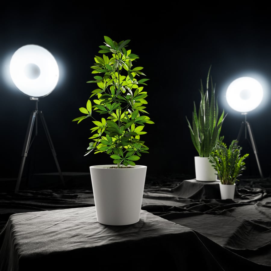 Planta em vaso de árvore guarda-chuva anã Modelo