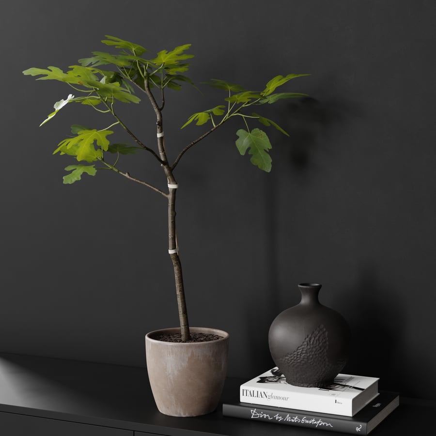 Planta grande de figo em vaso modelo