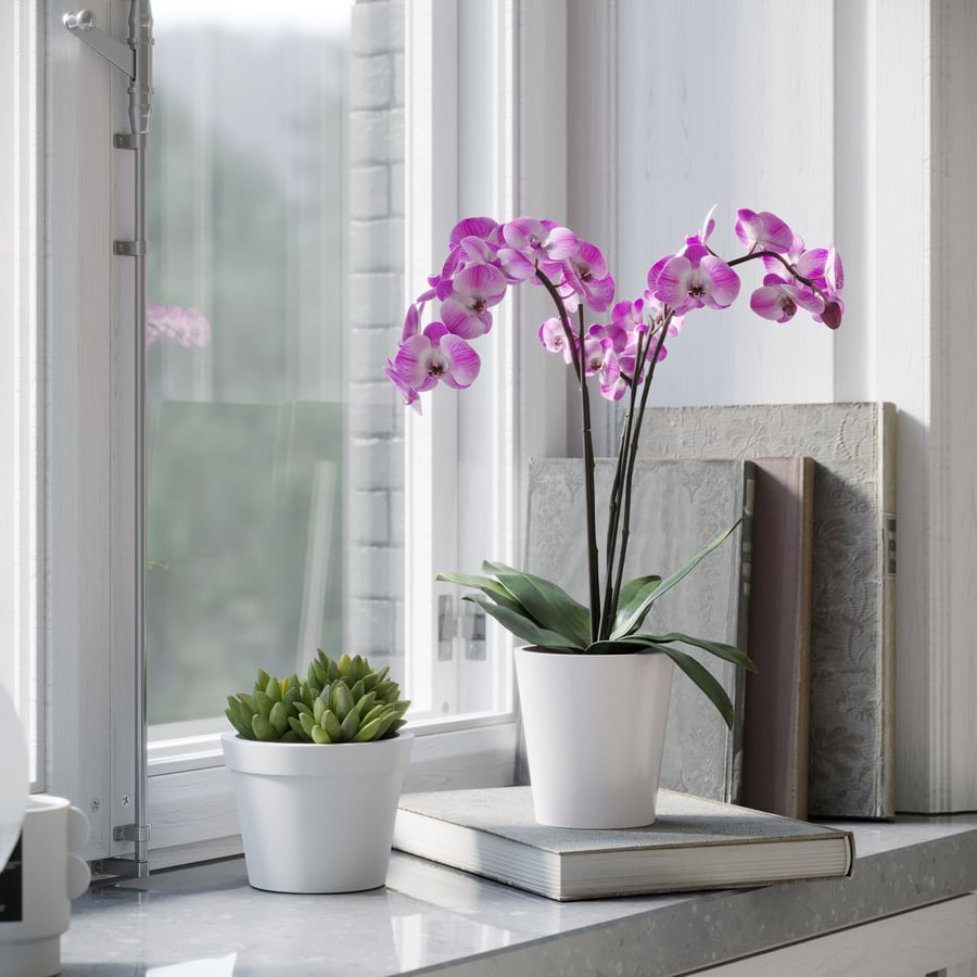 Modelo de planta de orquídea, rosa