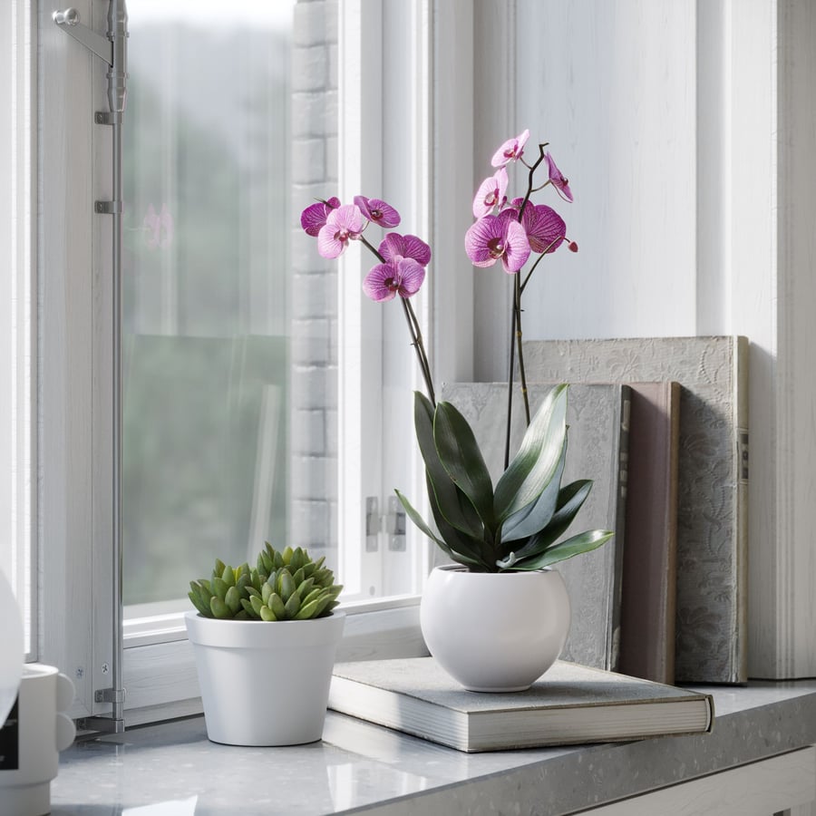 Modelo de planta de orquídea, roxo