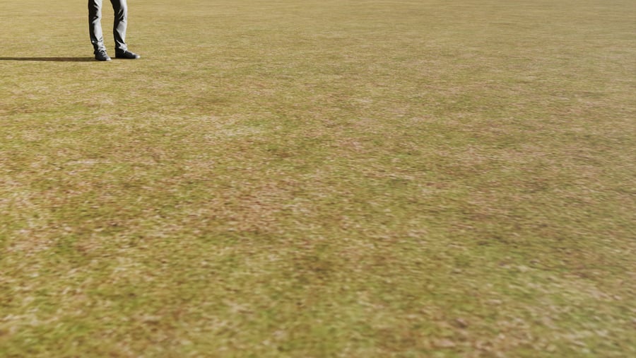 Textura de campo com relva