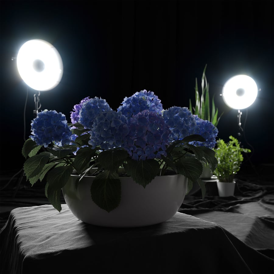 Modelo grande de planta de hortênsia Mophead, azul