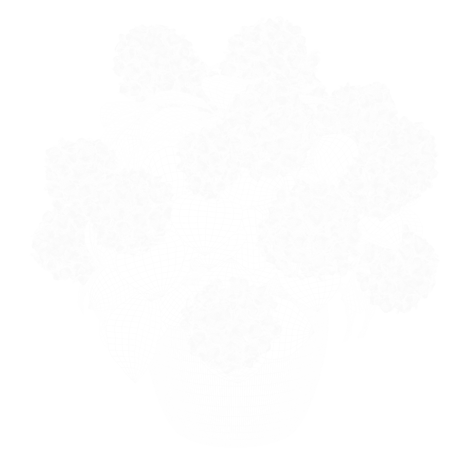 Modelo de planta de hortênsia Mophead, roxa