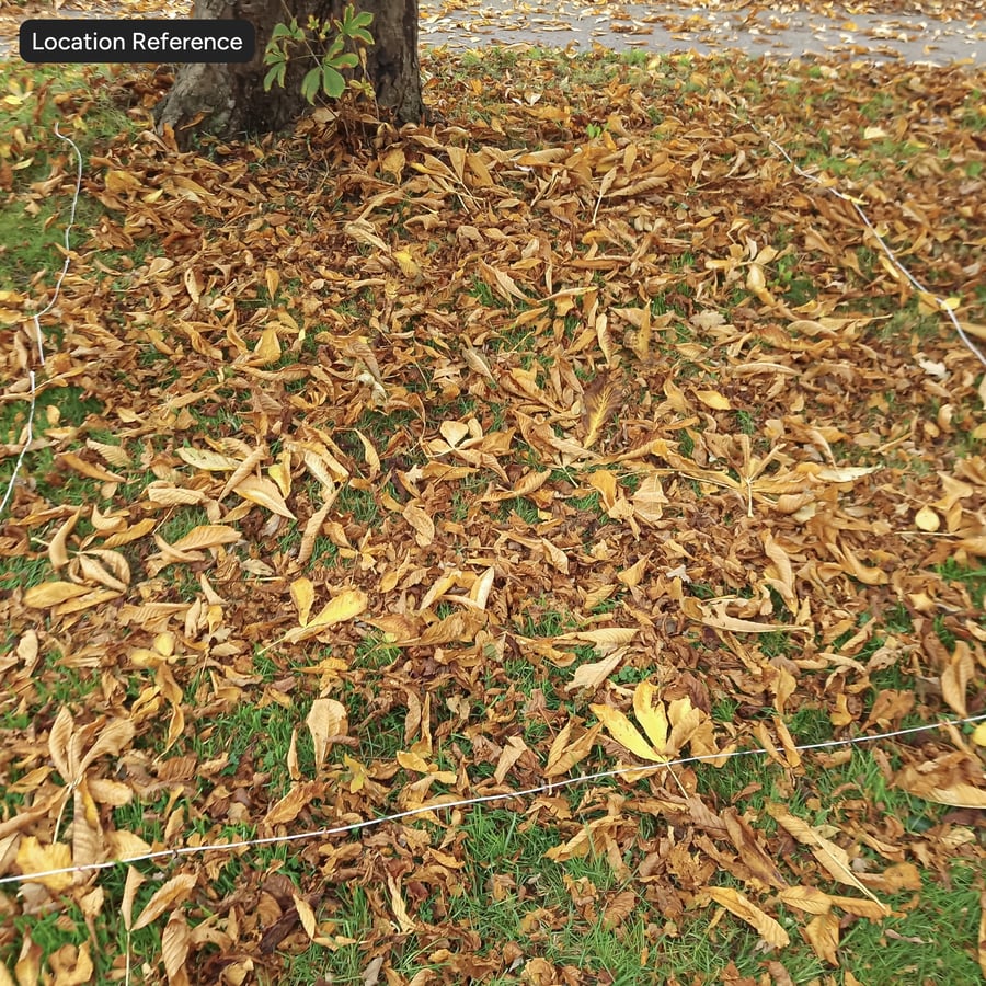 Φθινόπωρο Φύλλα στο γρασίδι έδαφος υφή