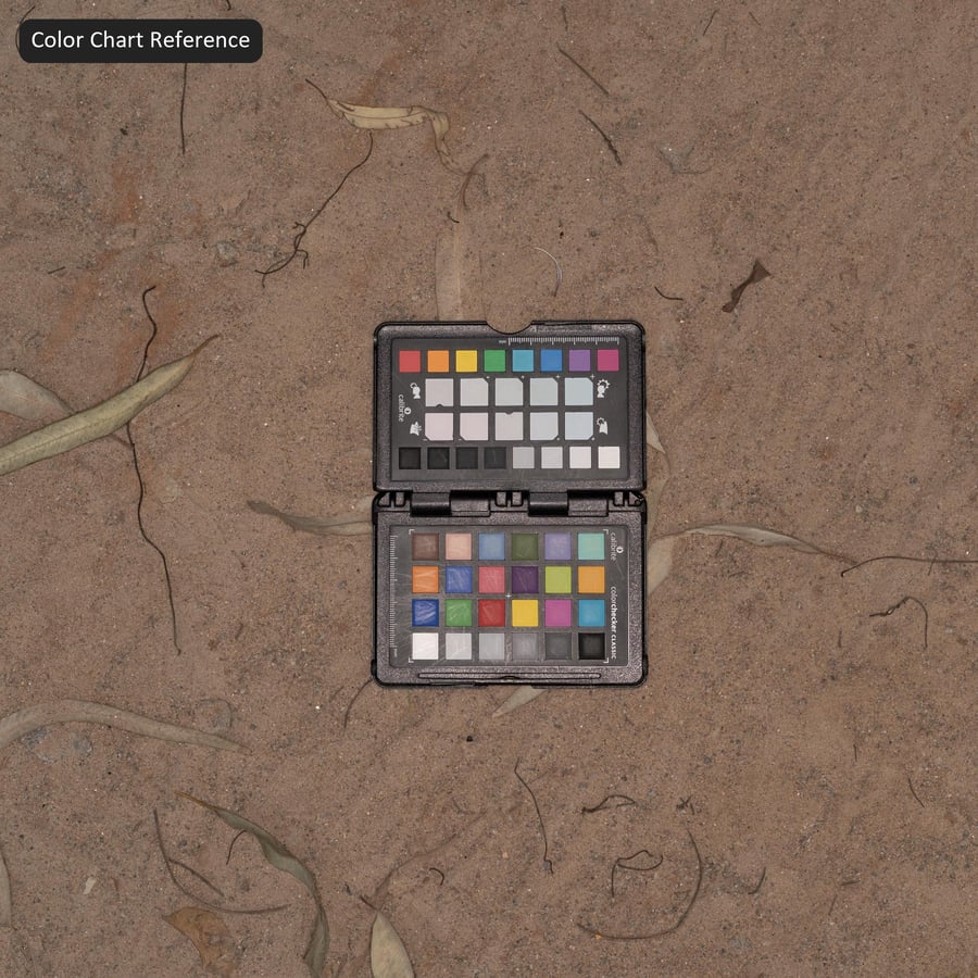 Hojas secas y marcas de neumáticos en la textura de un camino de tierra