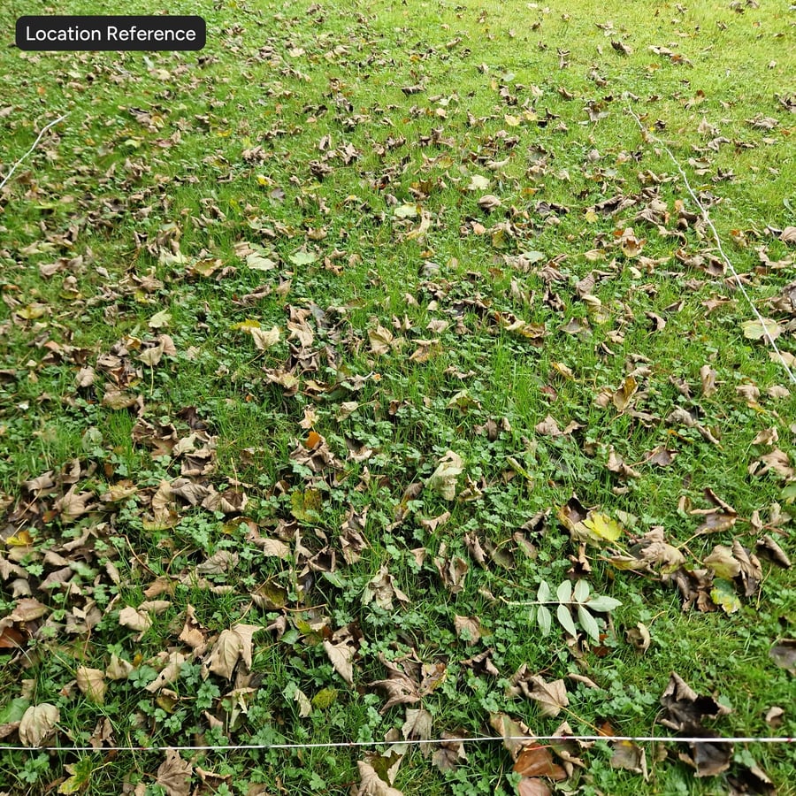 Herfstbladeren op klaver en glasstructuur