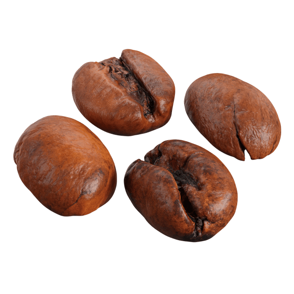 Robusta Coffee Beans Model