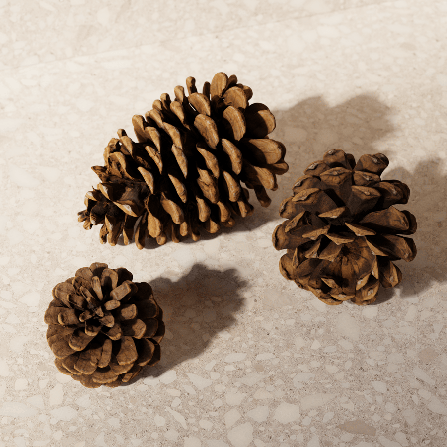 Pine Cones Model