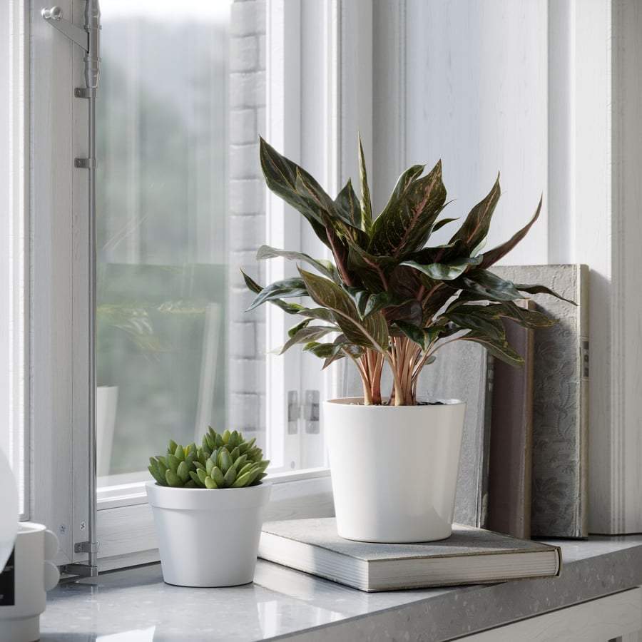 Modelo de planta Aglaonema