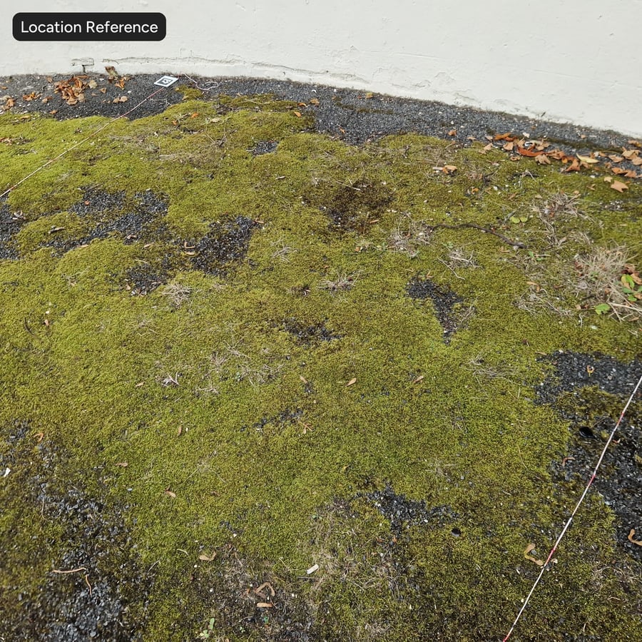 Mosachtige grindgrondtextuur