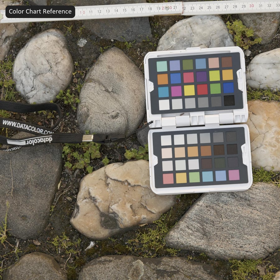 Erbacce su un acciottolato rustico