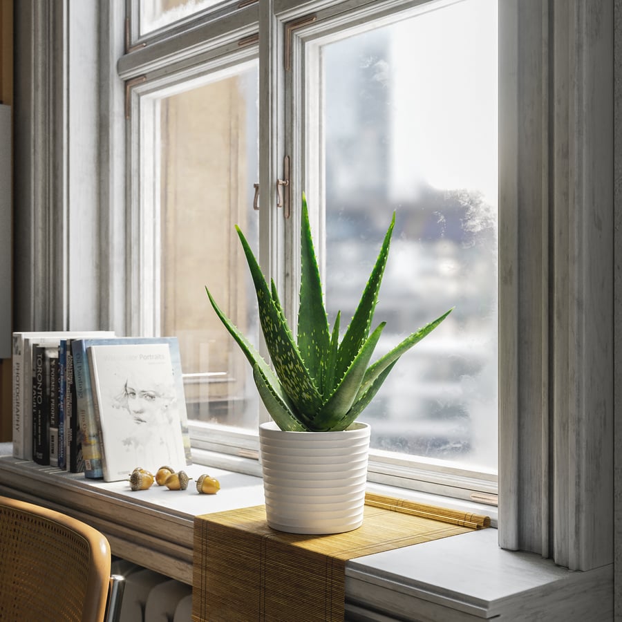 Modelo de planta suculenta de Aloe Vera em vaso