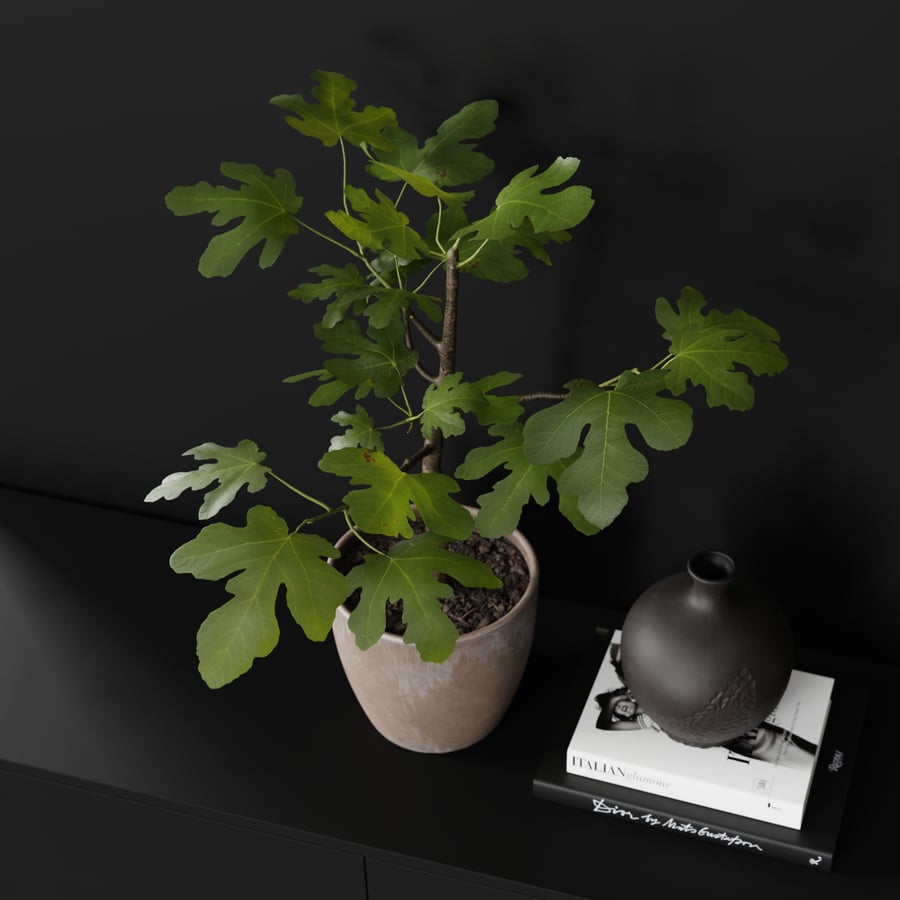 Medium Potted Fig Plant Model