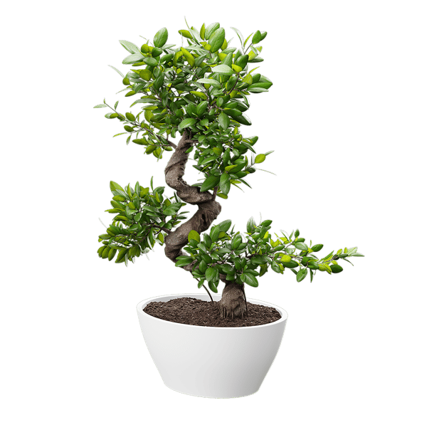 Bonsai Model rastliny v kvetináči