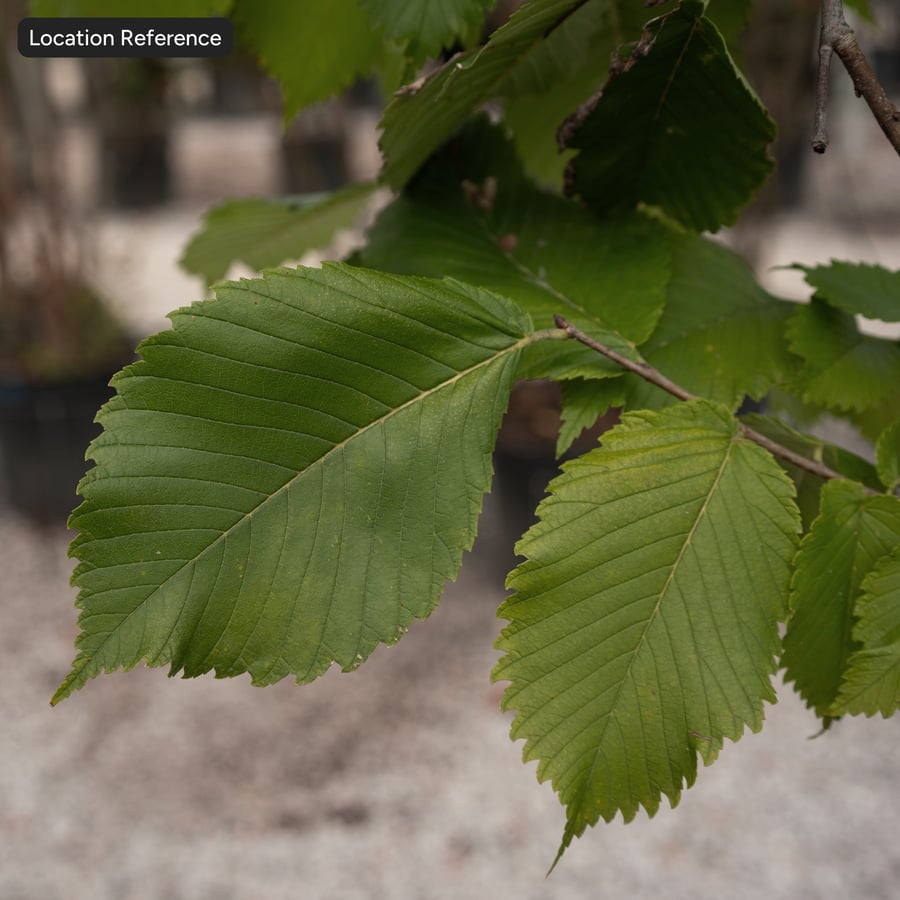Elm Leaves Atlas
