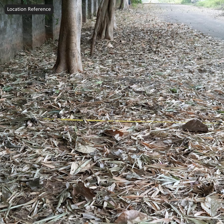 Dried Bamboo Leaf on Forest Ground Texture