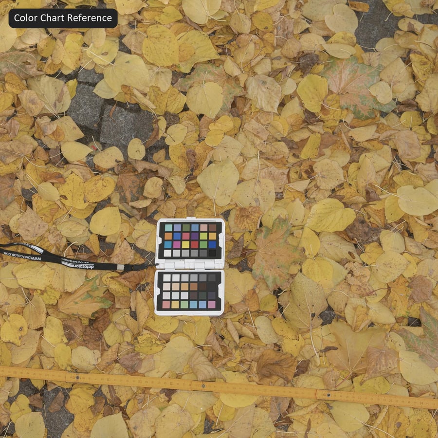 Podzimní spadané listí