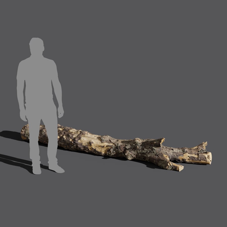 Large Branched Conifer Log Model