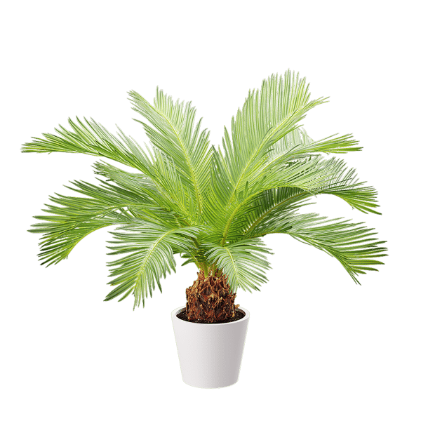 Sago Palm Potted Plant Model
