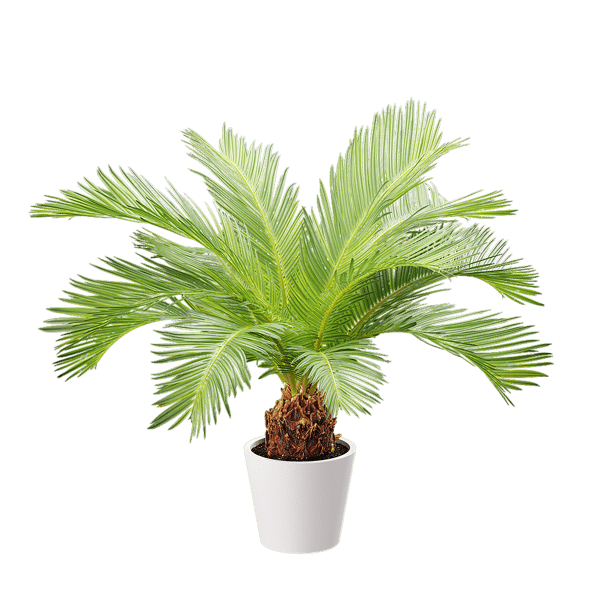 Modèle de plante en pot de palmier sagou