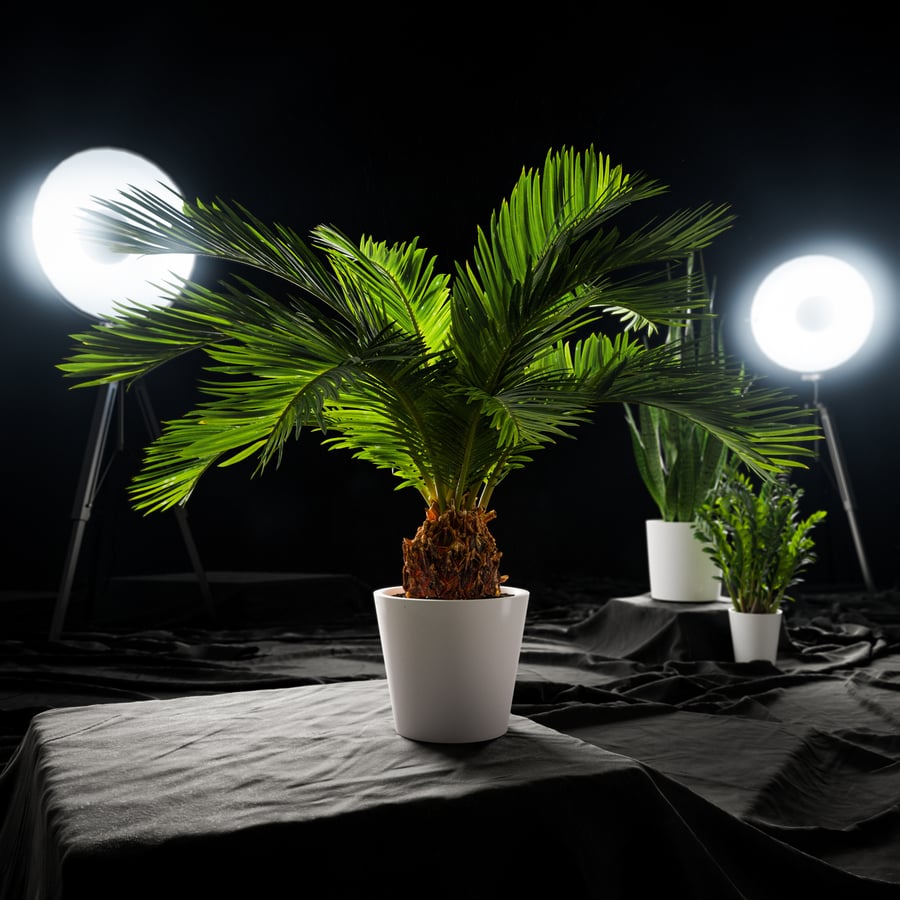 Sago Palm Potted Plant Model