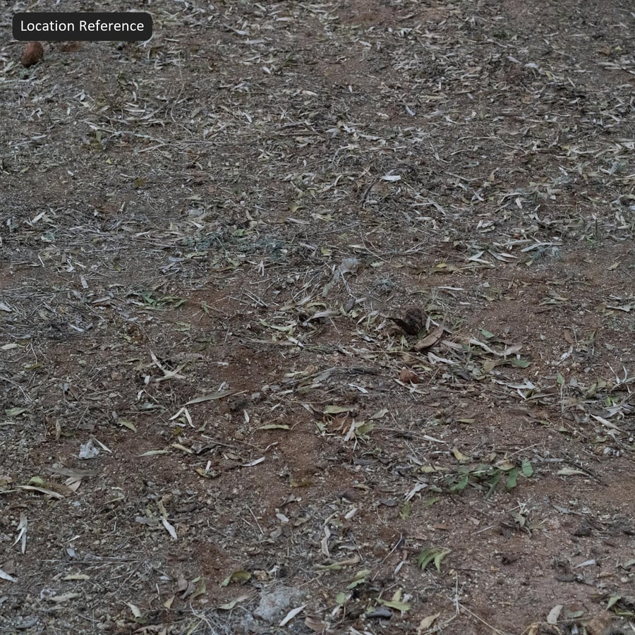 泥土上的落葉紋理