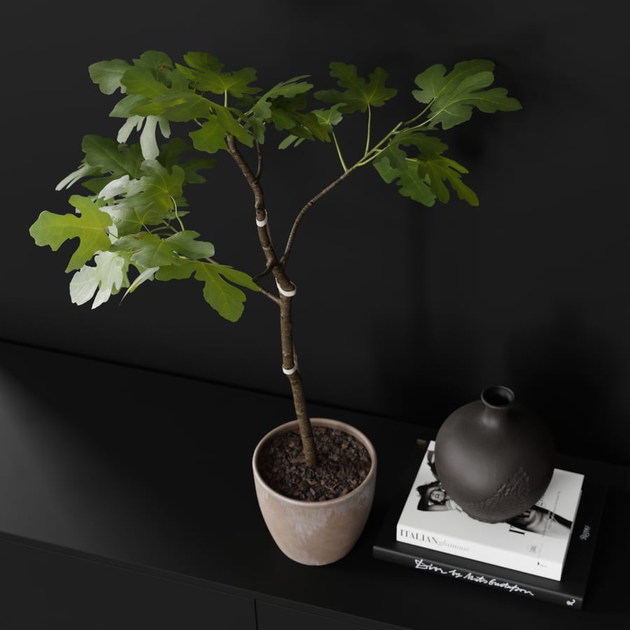 Planta grande de figo em vaso modelo