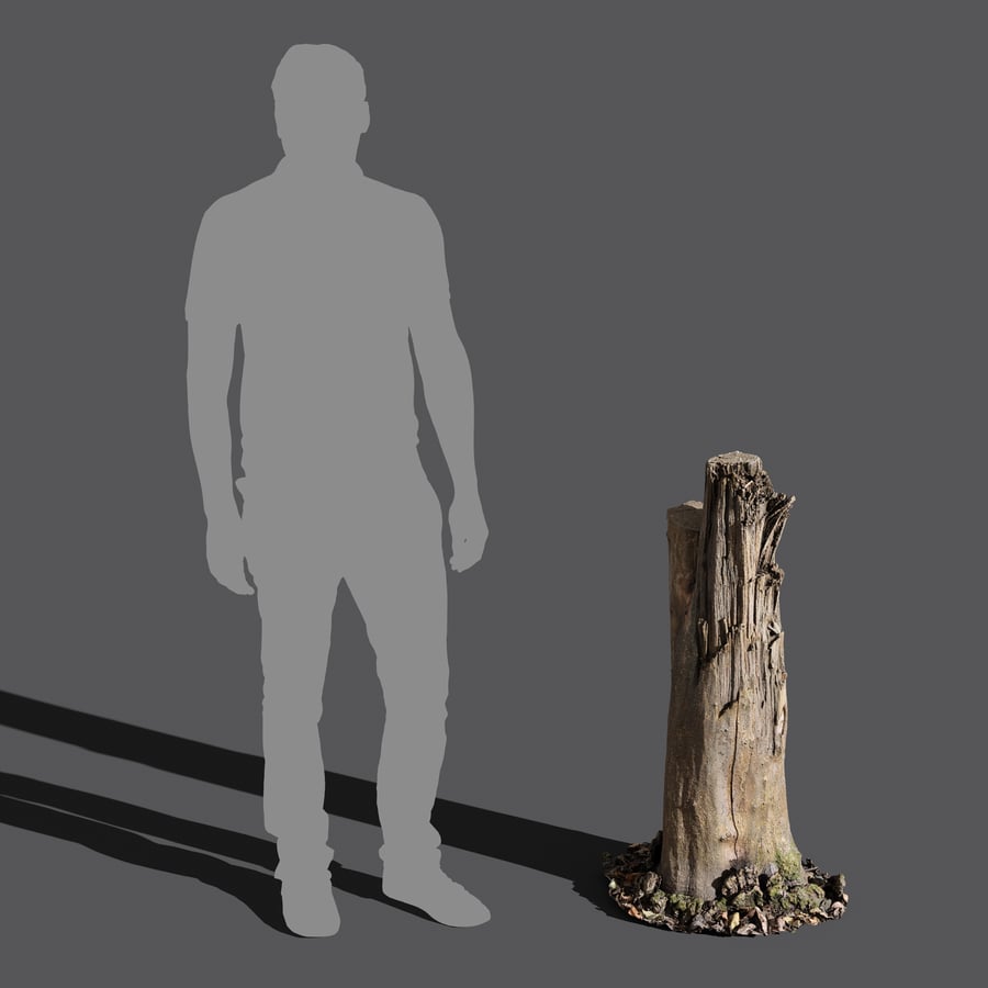 Tall Bare Deciduous Stump Model