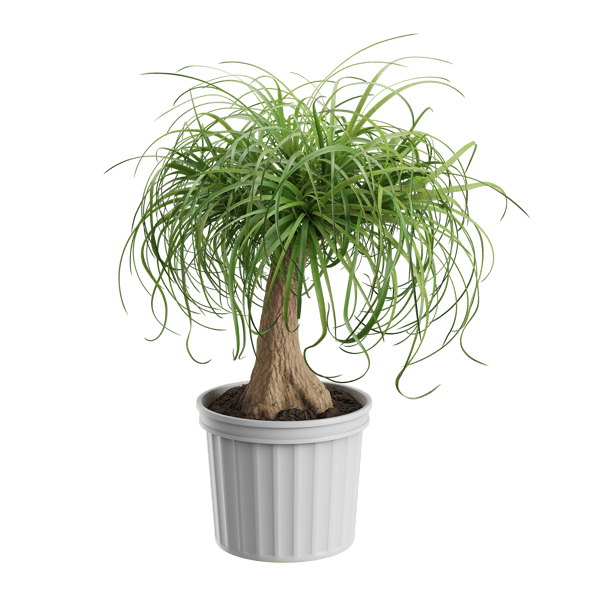 Ponytail Palm Plant Model