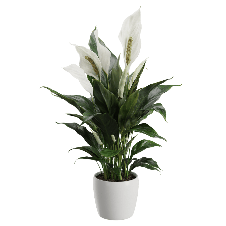 Peace Lily Plant Model