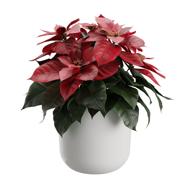 Poinsettia Plant Model