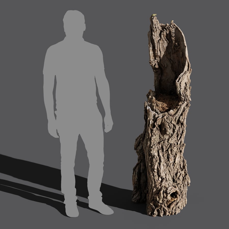 Tall Broken Gnarly Deciduous Stump Model