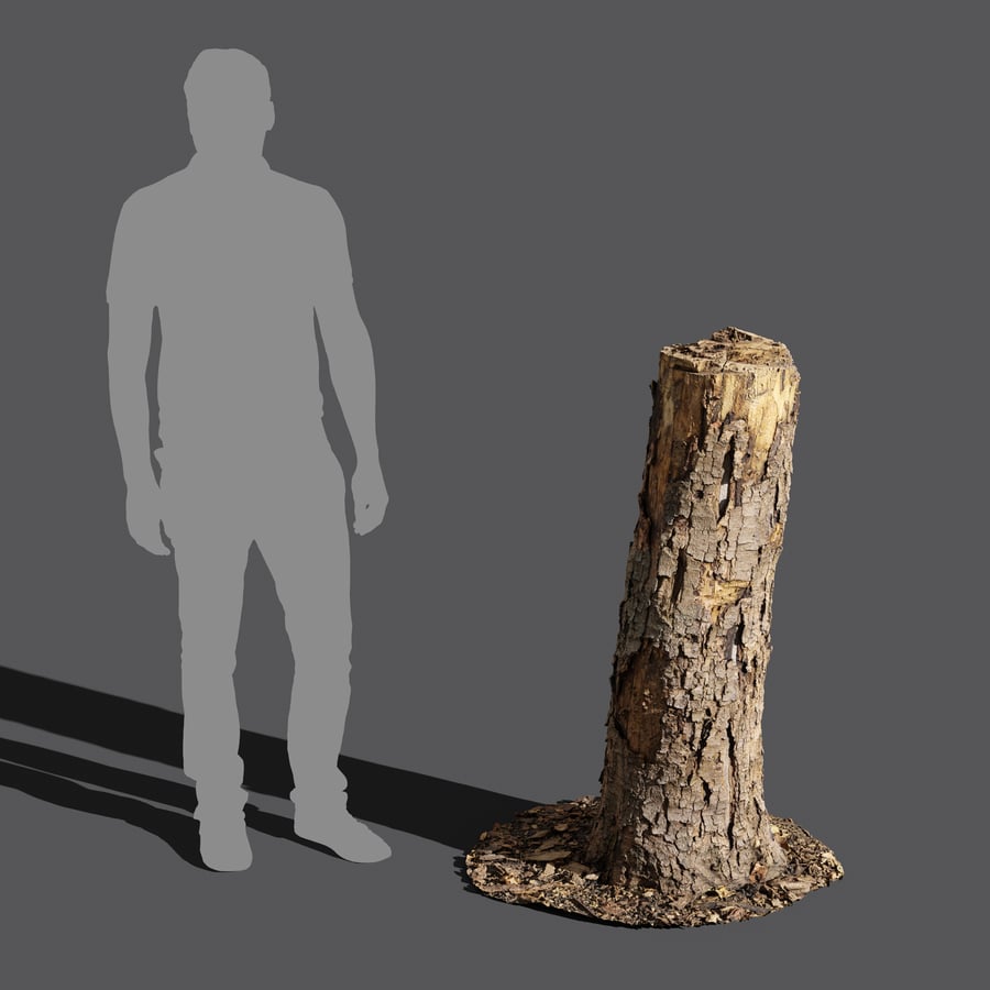 Medium Broken Conifer Stump Model