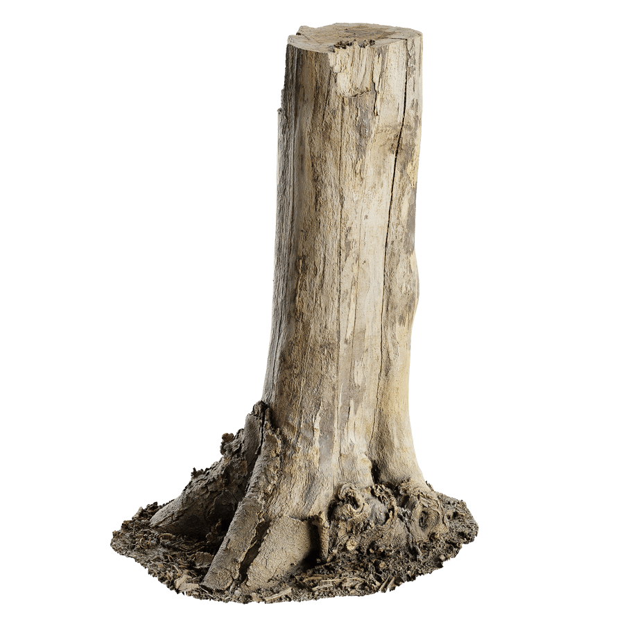 Tall Cut Bare Stump Model
