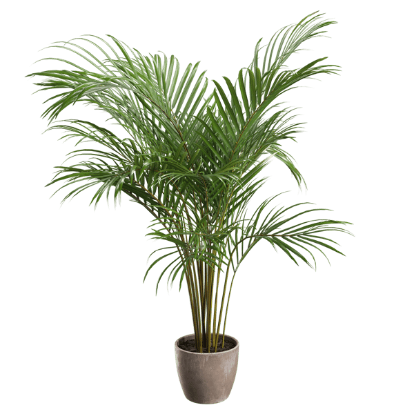 Small Areca Palm Potted Plant Model