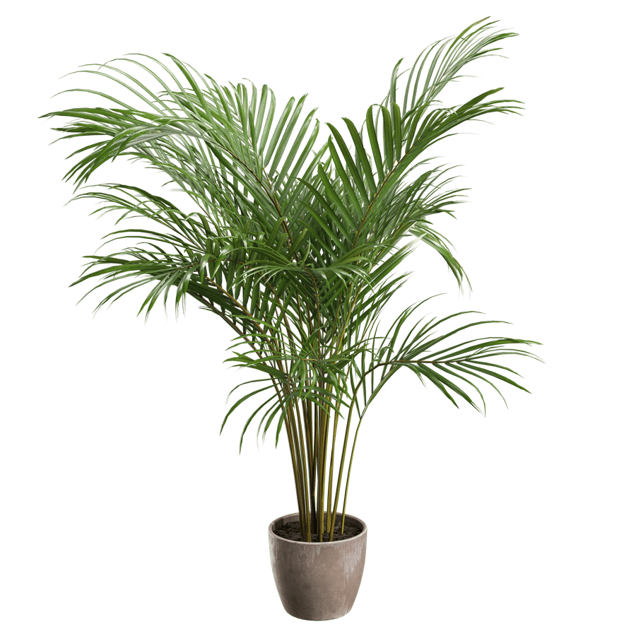 Small Areca Palm Potted Plant Model