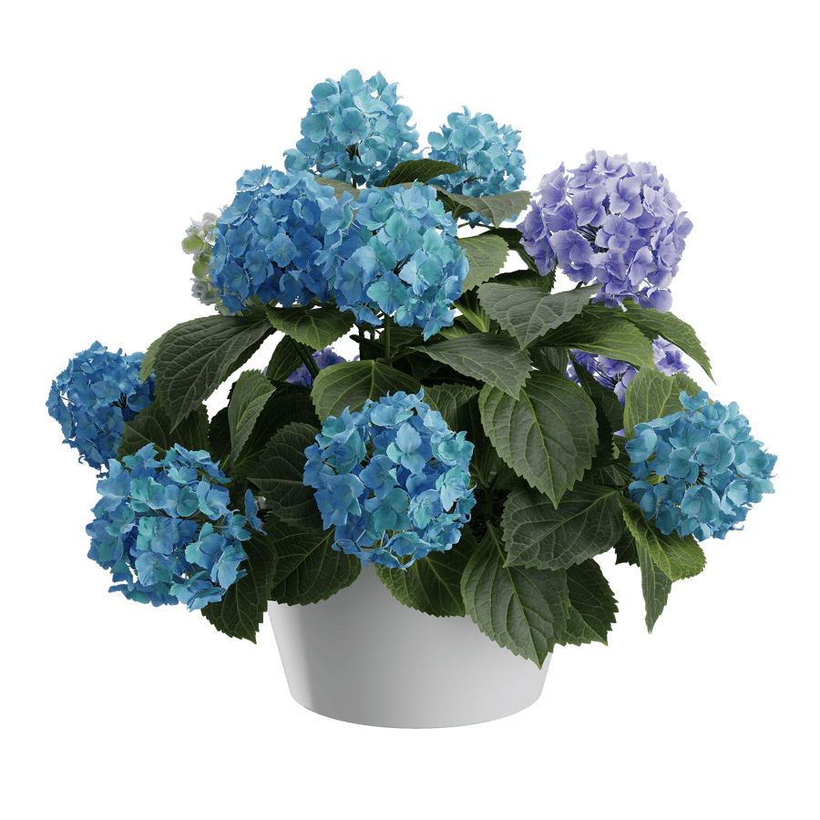 Mophead Hydrangea Plant Model, Blue