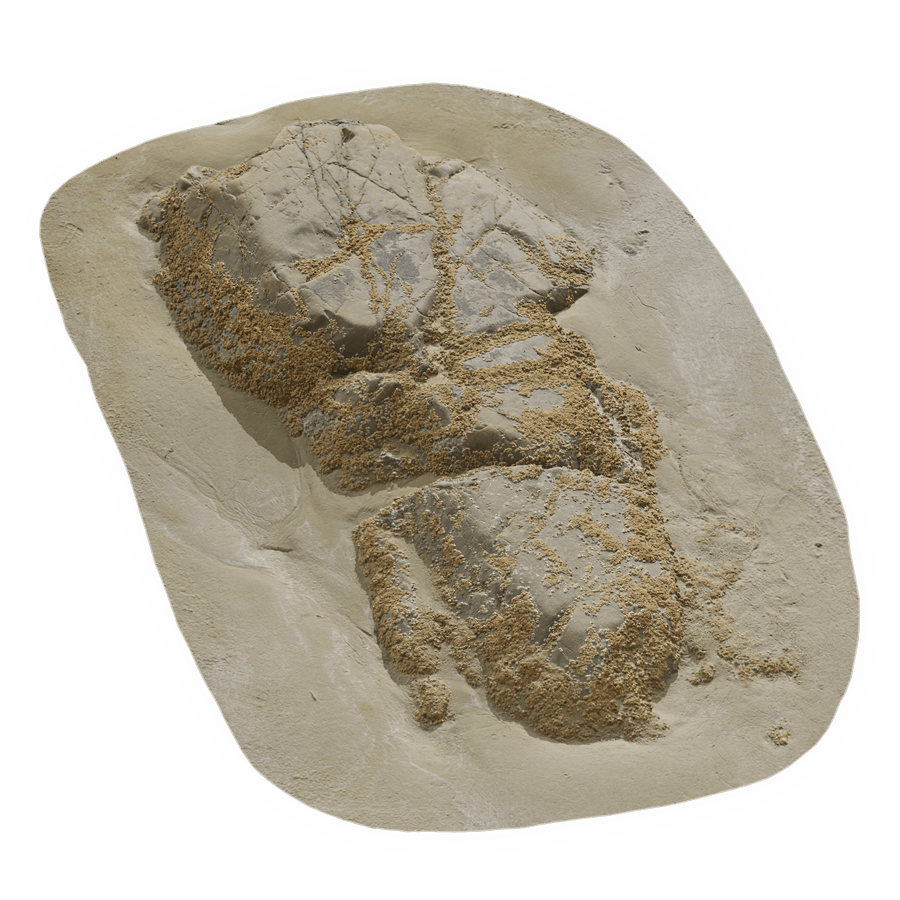 Medium Limpet Covered Beach Rock Model