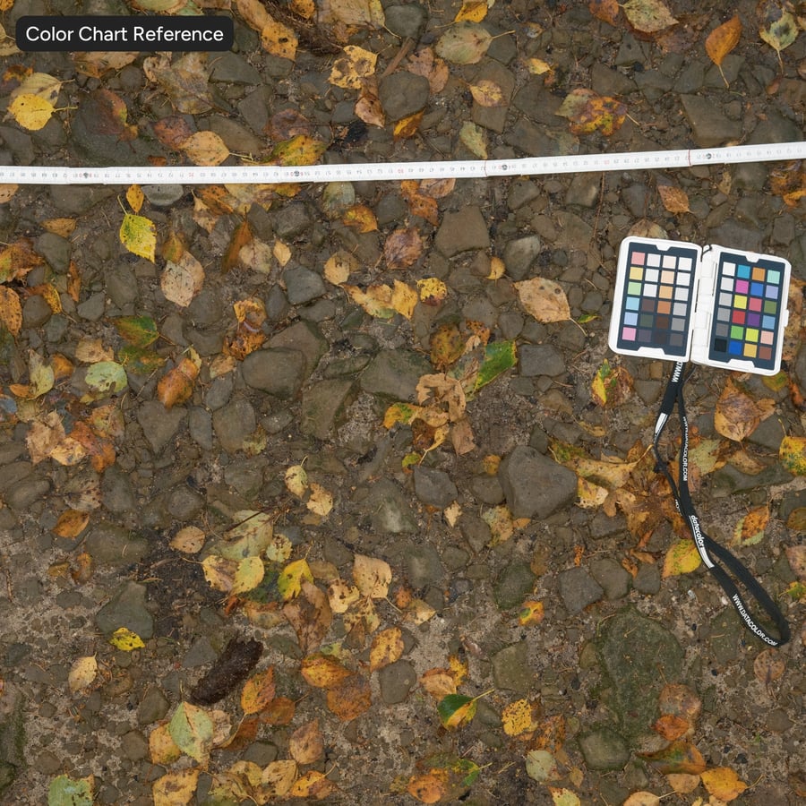 Herfstbladeren op een onverharde weg Textuur