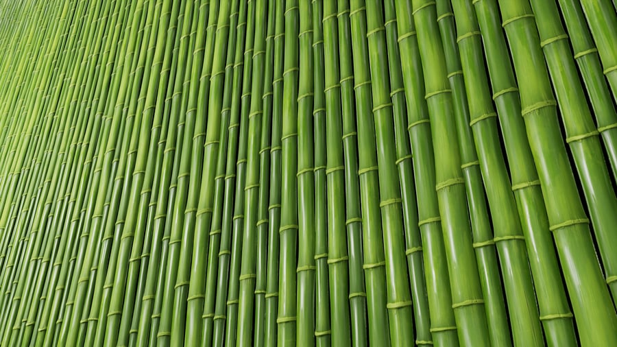 Bamboo Wall Texture, Fresh Green