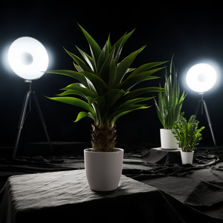 Planta Suculenta Agave Modelo em Vaso